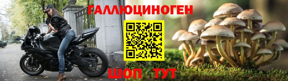 Галлюциногенные грибы Psilocybe Нальчик